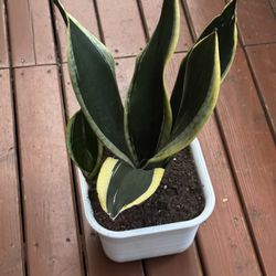 Black And Gold Snake Plant