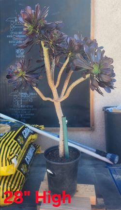 Aeonium Black Rose plant in 6 " pot