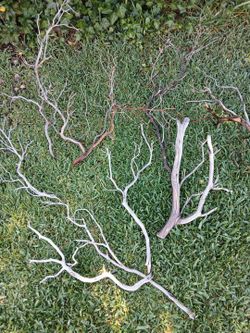 MANZANITA/AQUARIUMS/DECOR