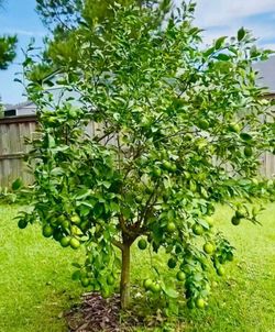 Green Bearss Limes Trees / Arboles De Limón verde sin semilla $45.00 each
