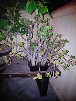 Bonsai tree