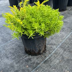 🌿 Plant: Green Sedum