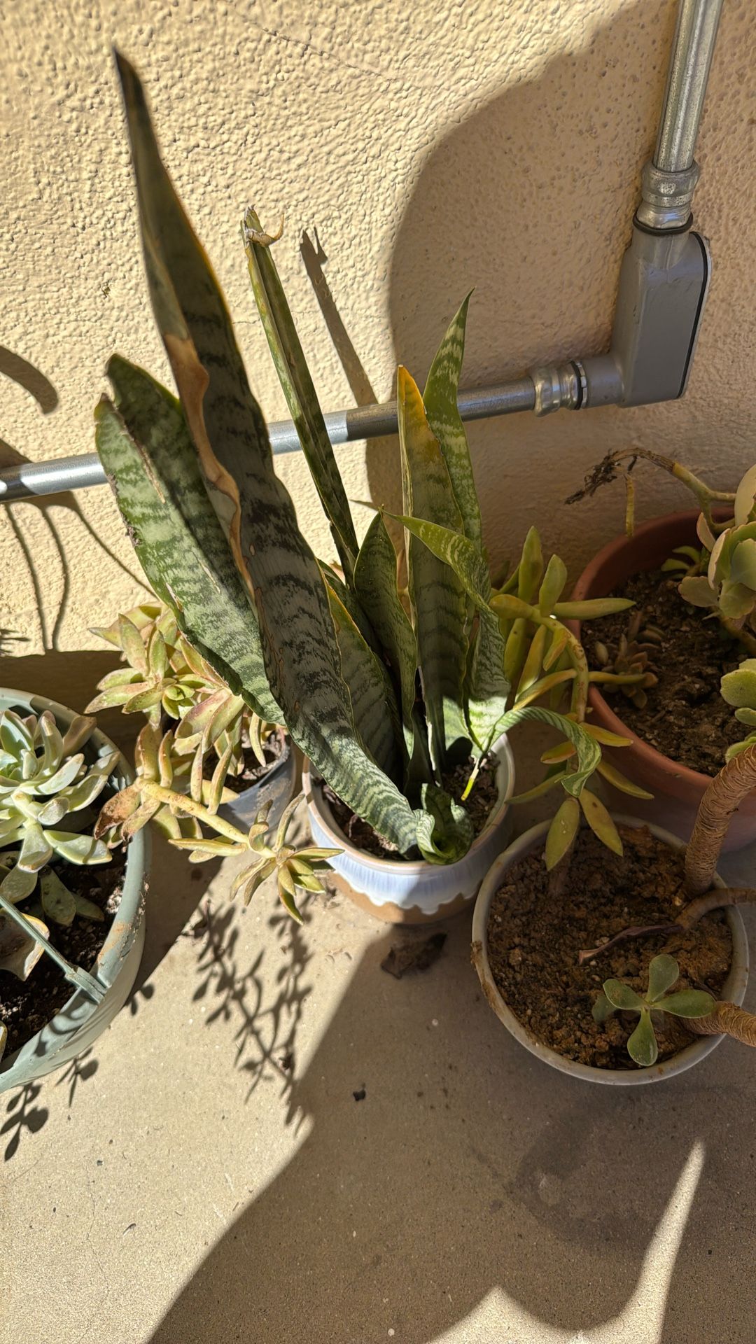 Plants