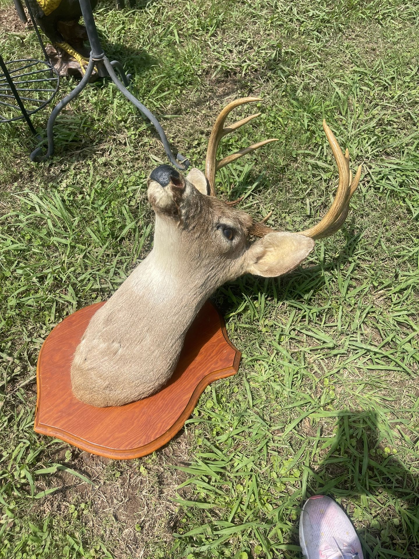 Got 2 Deer Mount