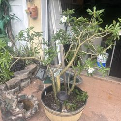 Huge… Giant Desert Rose.    25 Gallon Pot.     White  Flowers / White Flowers With Pick Shades 