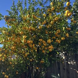 Fresh Lemons from my Tree .25 Cents Per Lemon