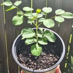 REDUCED -  Moringa / Malunggay Seedlings - 100% Organically Grown (Atlantic blvd) 
