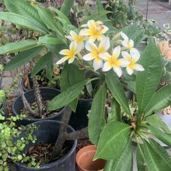 Plumerias Flowers Plants