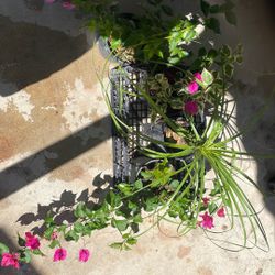 Plants