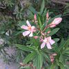 Lilly 