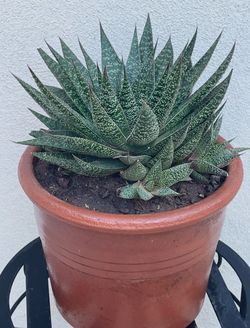 Gasteraloe “Flow”