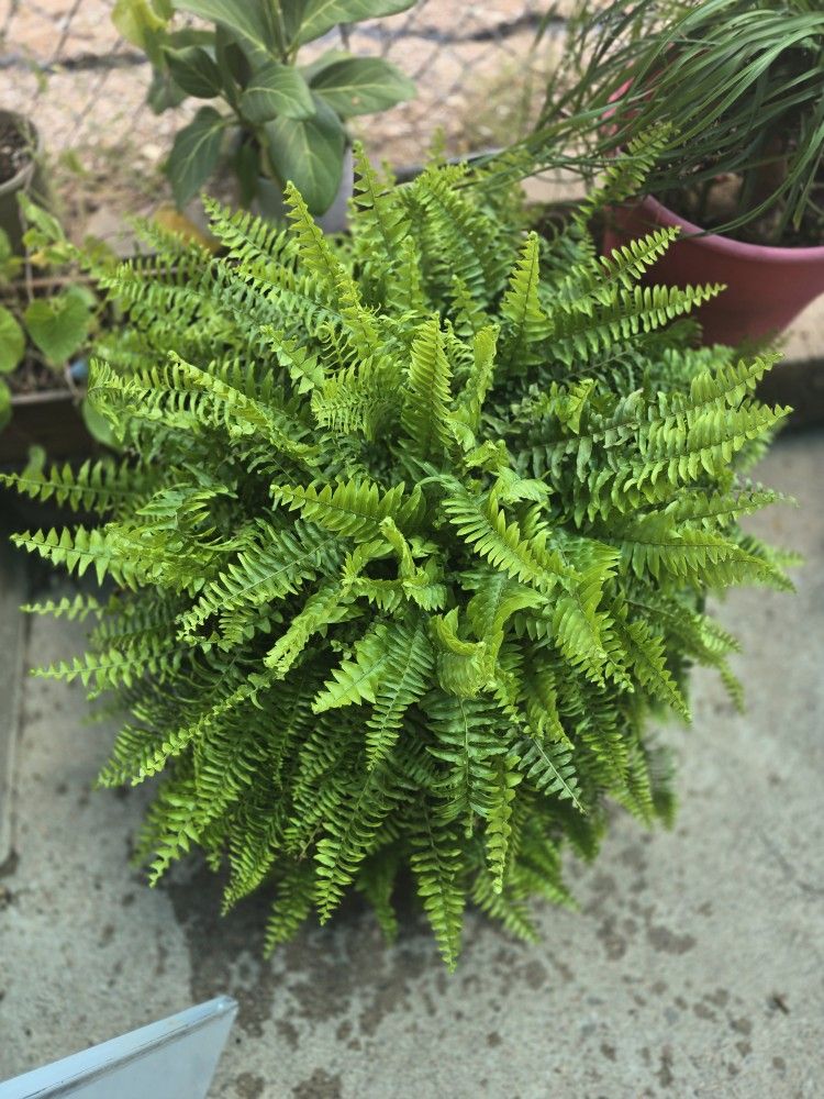 Boston Fern