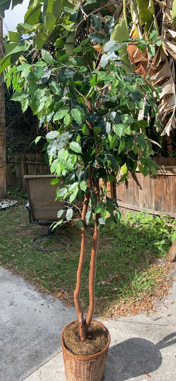 Artificial tree for Sale in Tampa, FL OfferUp