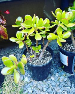 Jade Plant