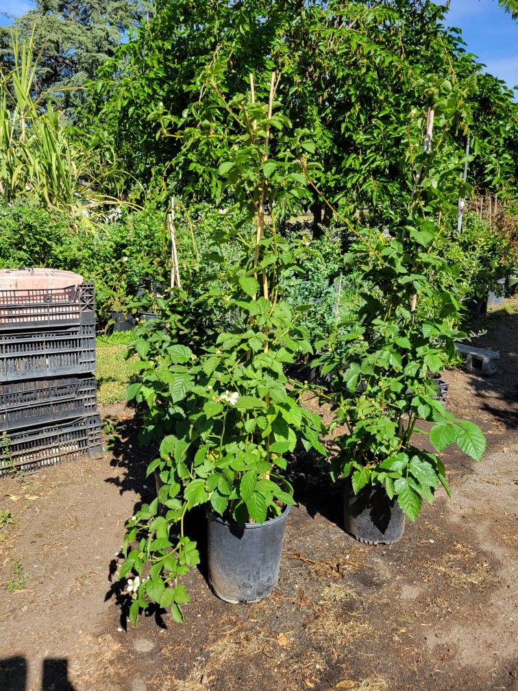 Blackberry Tree