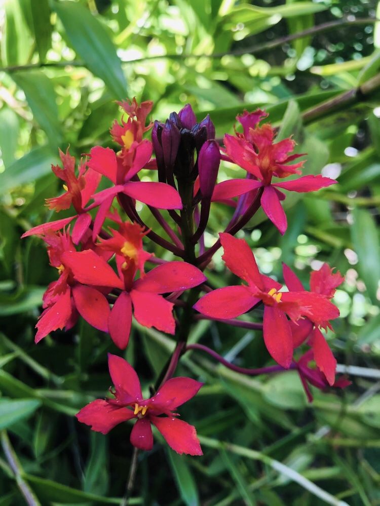 Red “Fire Star” Orchids