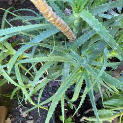 Aloe Vera Plants In Pot Decorative Green Drought Resistant