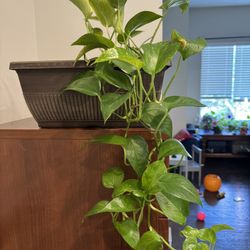 Beautiful Pothos In A Big Planter