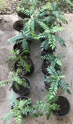 Curry leaves Plant 100% Organic