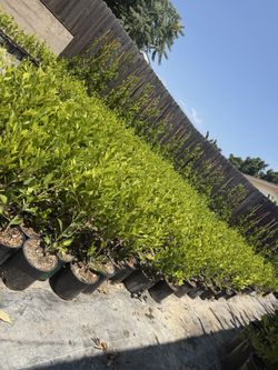 FICUS