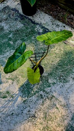 Paraiso Verde Philodendron