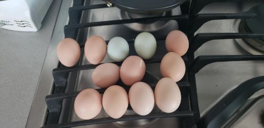 Fresrange Organic Free Range Eggs