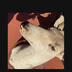 Hanging Deer Head On Wood 