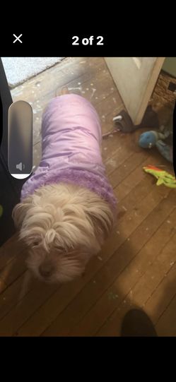 Purple Dog Jacket, Size Medium