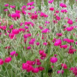 Rose Campion - Ready To Bloom & Grow!  $5 - $15 - 3 Sizes Available! 