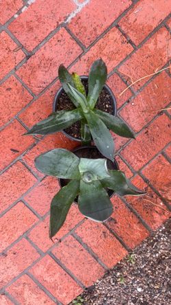 Agave plants $3 each