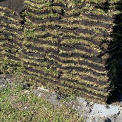 St Augustine Sod - Pallet