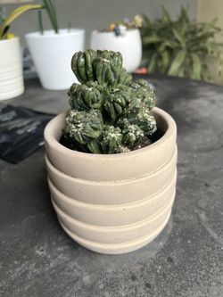 Cactus With Planter