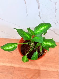 Dieffenbachia (Dumb Cane)