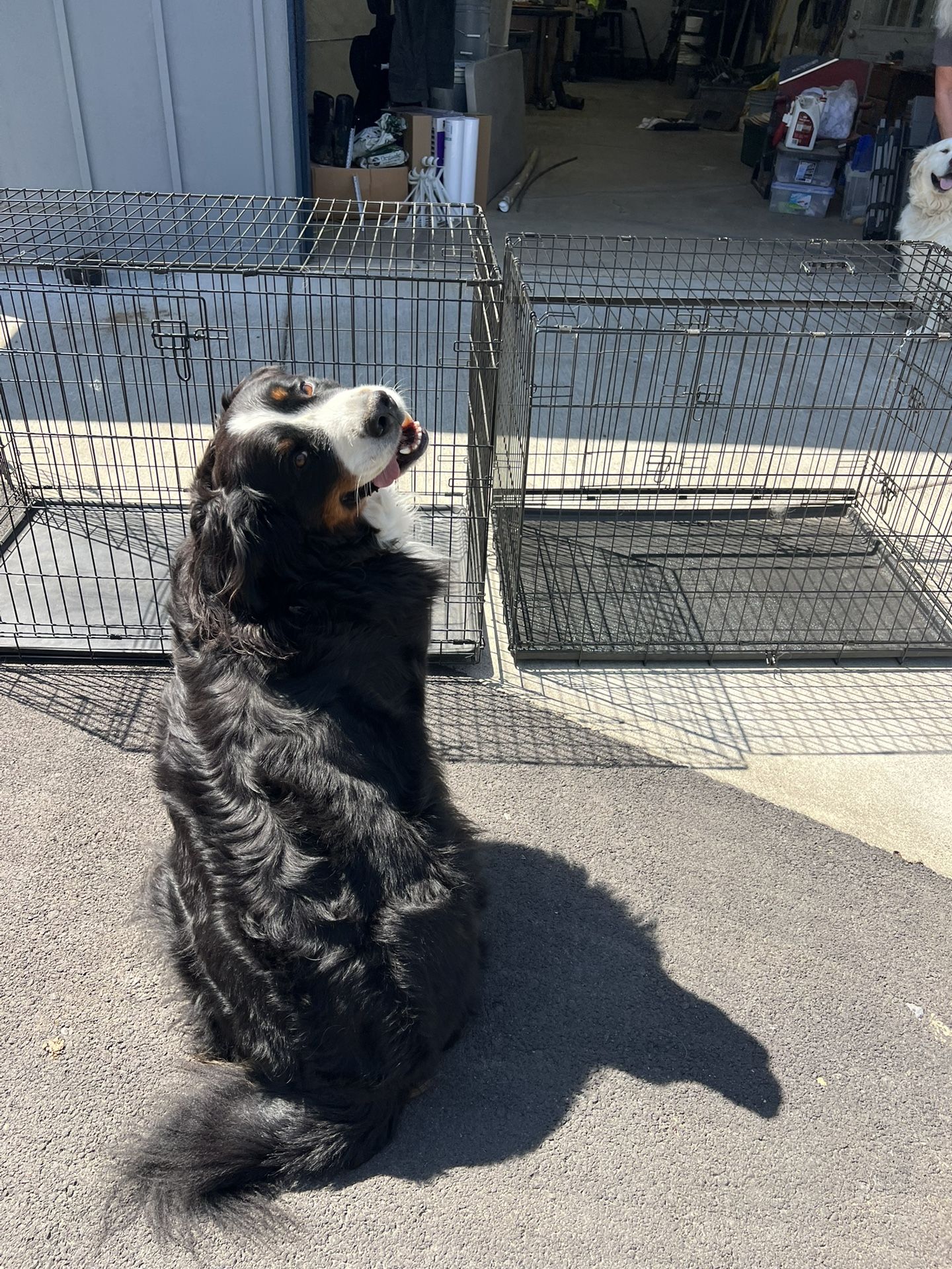 Dog Kennels
