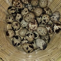 Quail Eggs 