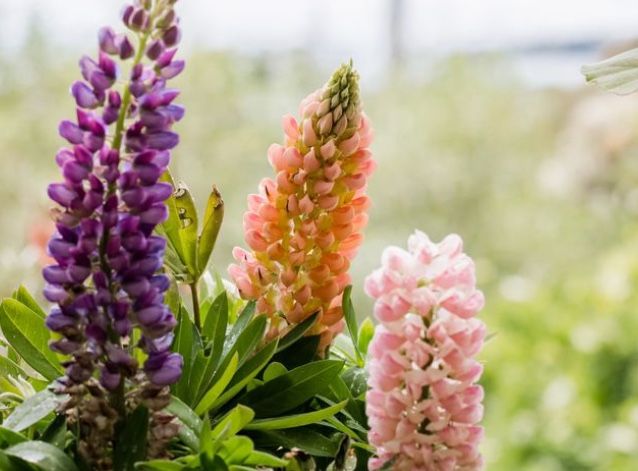 Lupine Plant