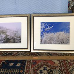 Pair Of Vintage Large Framed Photographs Of Plants 