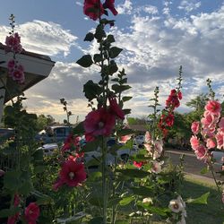 Red Flower bag of seeds plants