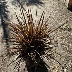 Phormium “Baby Bronze”