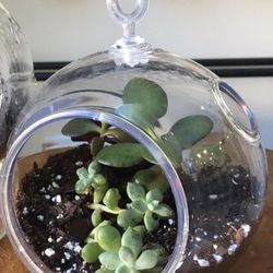 Beautiful Large Hanging Succulent Terrariums 
