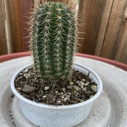Saguaro Cactus Plant Pot Thumbnail
