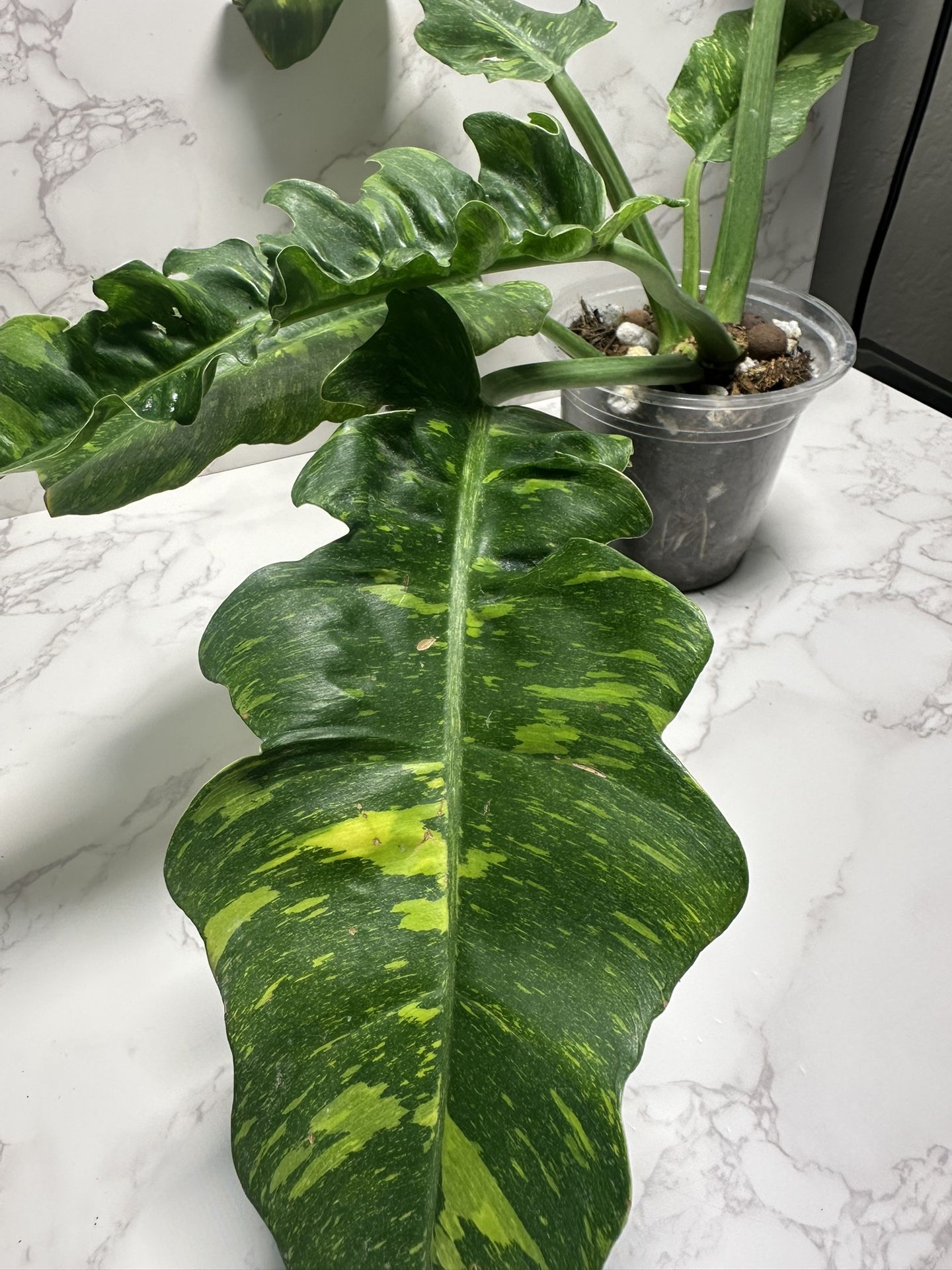 Ring Of Fire Philodendron