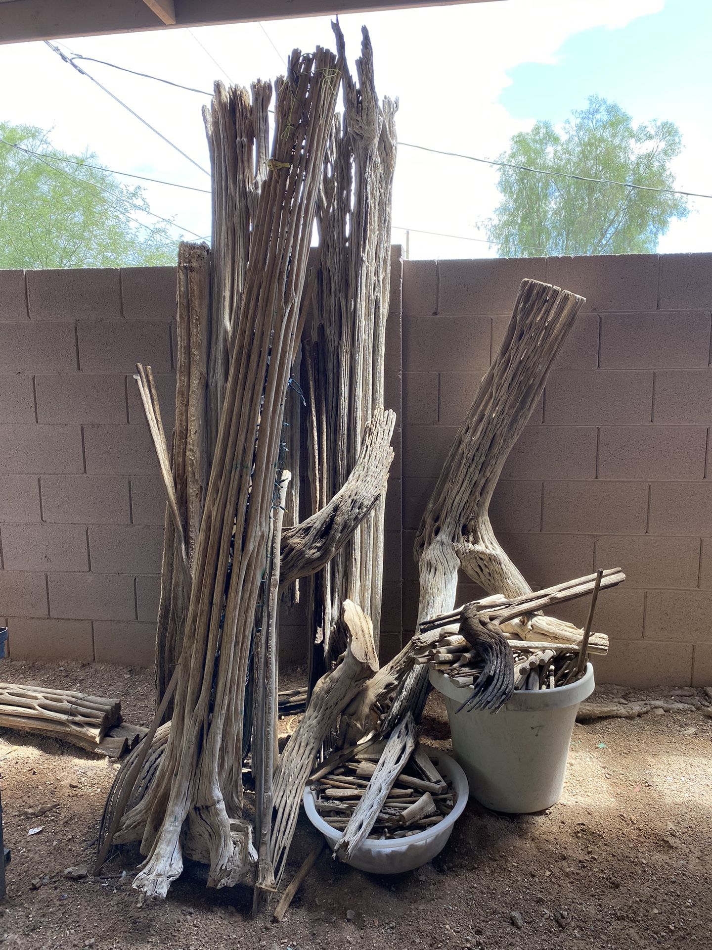 Saguaro Cactus Ribs