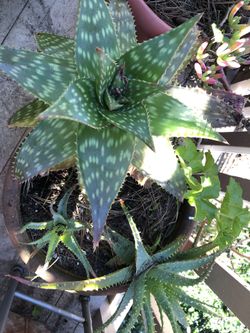 3 aloe & geranium