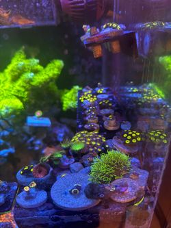 Fake corals