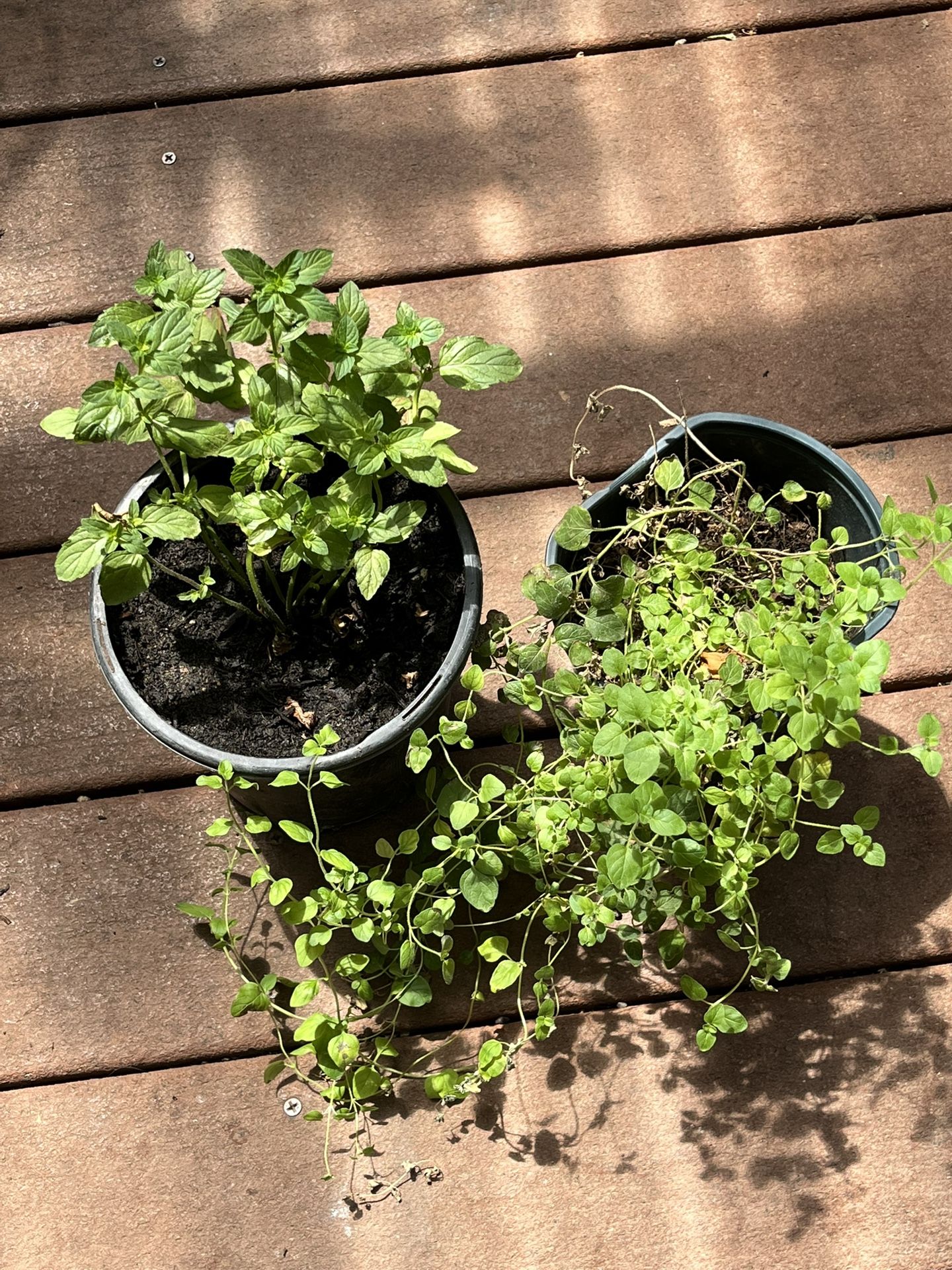 Menta Y Oregano