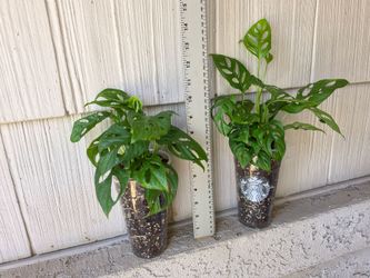 Monstera Adansonii Plants (Wide Form)