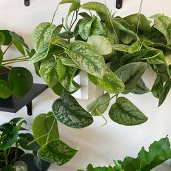 6” Scindapsus Exotica 