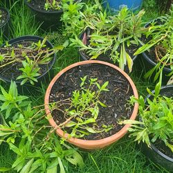 Sweet William Plants