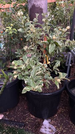 Variegated pink Lemonade